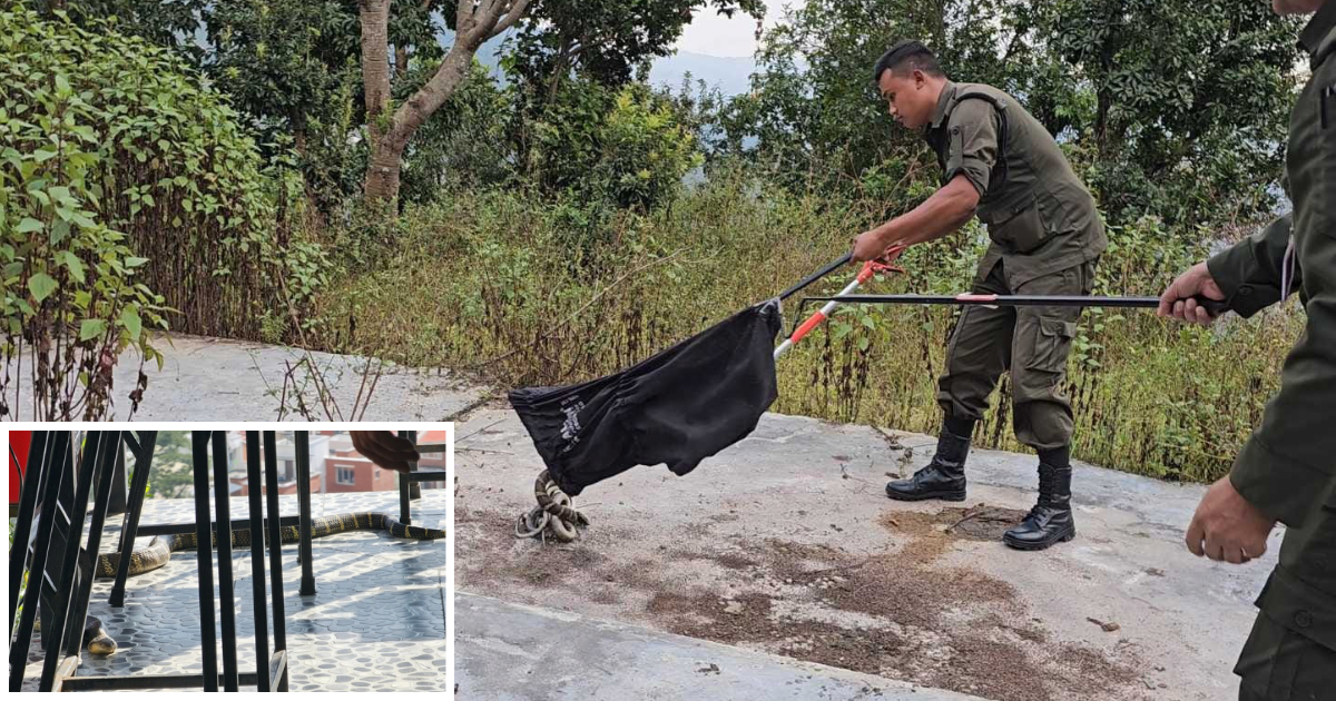 बुढानीलकण्ठमा नगर प्रहरीद्वारा किङ्ग कोब्रा सर्पको सफल उद्धार